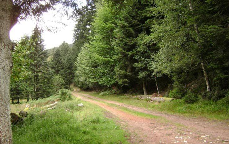 Gite Hansel De La Ferme Du Schneeberg Wangenbourg-Engenthal Εξωτερικό φωτογραφία