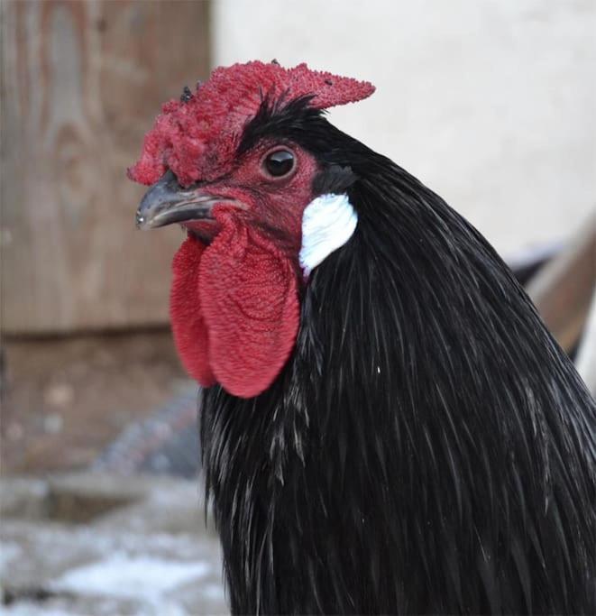Gite Hansel De La Ferme Du Schneeberg Wangenbourg-Engenthal Εξωτερικό φωτογραφία