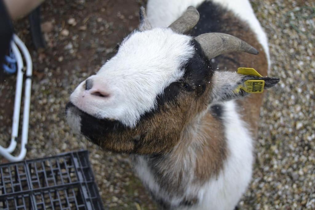 Gite Hansel De La Ferme Du Schneeberg Wangenbourg-Engenthal Εξωτερικό φωτογραφία